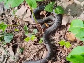 В химкинском парке «Эко-берег» заметили первых пробудившихся после зимы змей