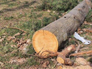 Следственный комитет проверит почему до сих пор рубят Красковский лес