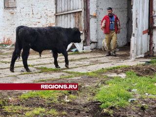 Новую жизнь на ферме под Рузой начинают коровы из соседней Кубинки