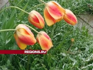 Тюльпаны лета не дождались: майский снег накрыл Ступино