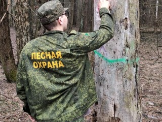 В Ивантеевке вырубят аварийные деревья после жалоб жителей