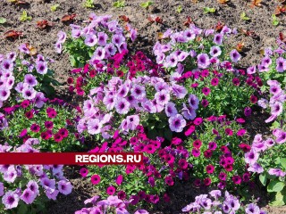 В Лосино-Петровском приступили к высадке цветов
