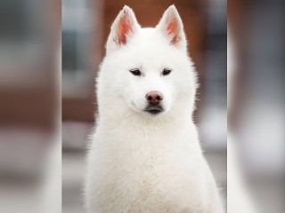 Объявлена в международный розыск: как в окрестностях Видного ищут пропавшего щенка хаски