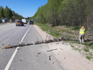 Дерево, которое чуть не рухнуло на Волоколамское шоссе, убрали по просьбе жителей