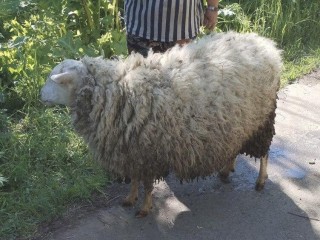 Работники «Мособлпожспаса» спасли домашнюю овцу, угодившую в люк