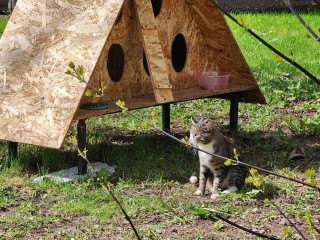 «Кошкин дом» появился в одном из дворов в центре Рузы