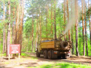 Шатурянам рассказали, возможно ли новое нашествие шелкопряда