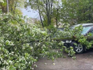 В Домодедово дерево рухнуло на припаркованные автомобили: последствия сильного ветра
