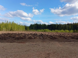 «Лес Будущего»: рассказываем, где будут сажать деревья в Ленинском округе в субботу