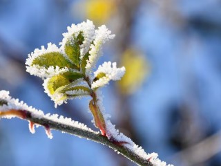 В Одинцовском округе ночью и утром 4 мая возможны заморозки