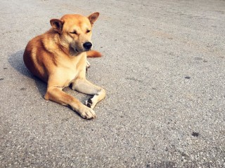В Наро-Фоминске бездомные собаки бросаются под колеса автомобилей
