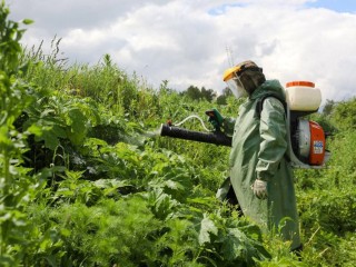 В Клину начали борьбу с опасным борщевиком