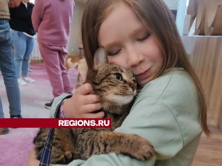 Пять кошек и собака обрели новых хозяев на фестивале «Уютный дом» в Пушкино