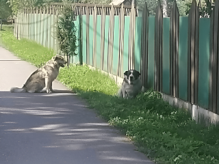 Бездомные собаки напали на жителя деревни Калиново и порвали штаны
