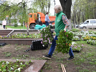Цветочный квест: в Ленинском городском округе началась высадка виол