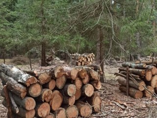 Комлесхоз рассказал о вырубке аварийных деревьев в Ленинском округе