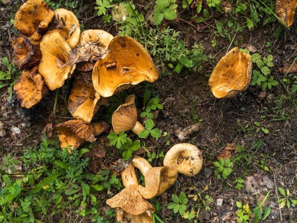 Сезон открыт: какие грибы можно найти в дзержинском лесопарке