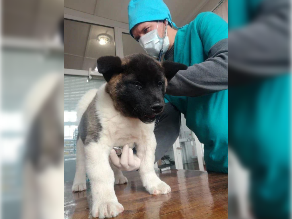 Дети на экскурсии в Растунове познакомились с профессией ветеринара