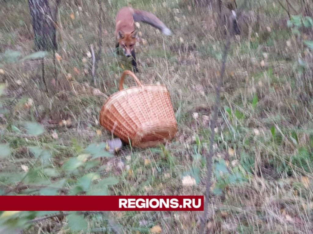 Талдомский лесничий советует при встрече с дикими животными не паниковать и  не смотреть им в глаза | REGIONS.RU / Талдом