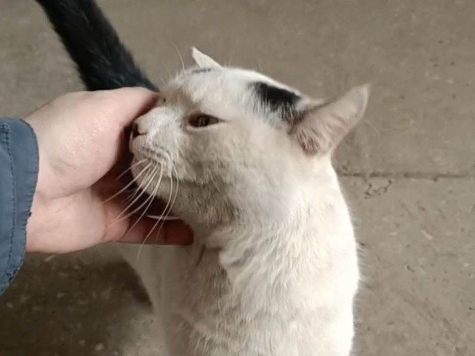 Жители ищут кота Адольфа, который пропал во время страшного пожара во Фрязине