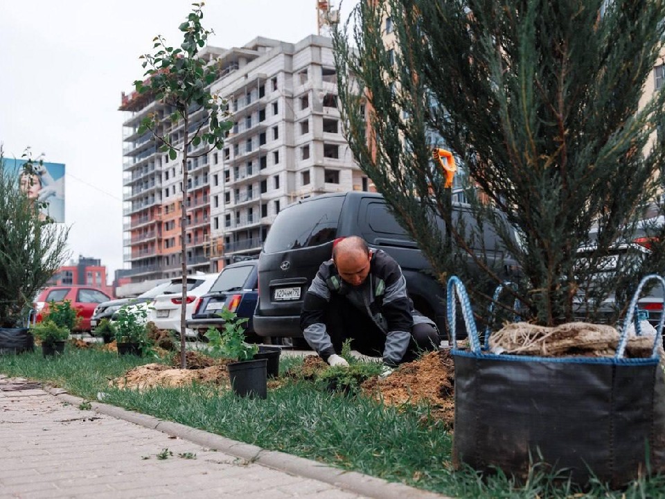 Остролистные дубы и яблони украсили проспект Боголюбова в Дубне