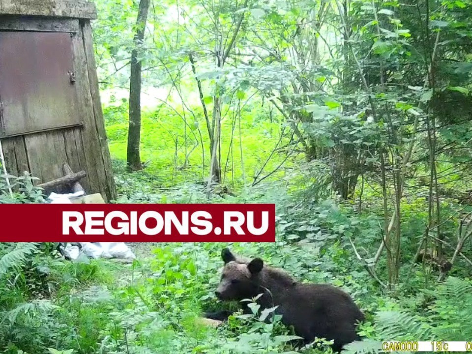 Возвращается полакомиться: медвежонок в Дмитровском округе попал в объектив специалистов