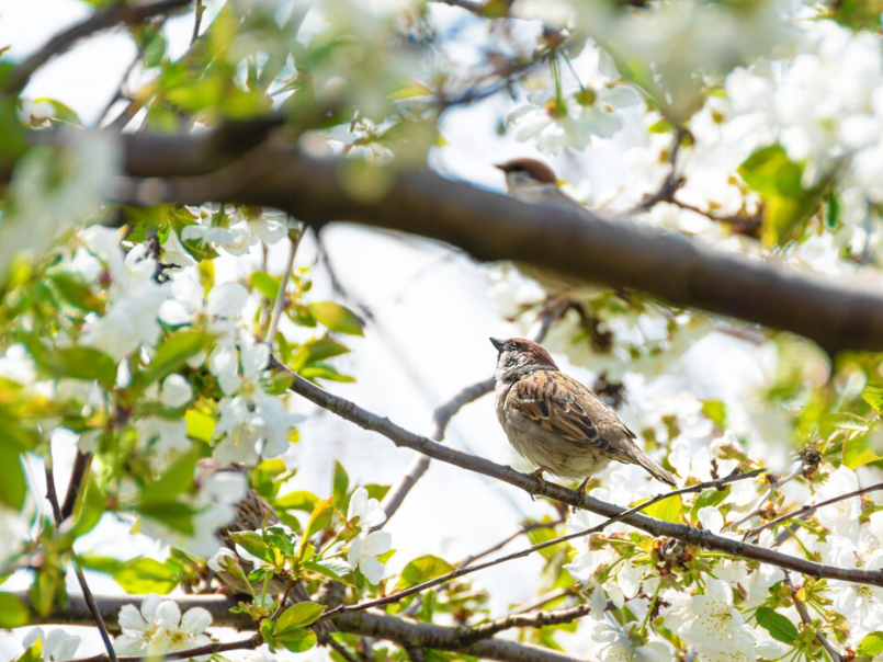 «Попадали, как осенние яблоки»: жители напуганы массовой гибелью птиц в округе