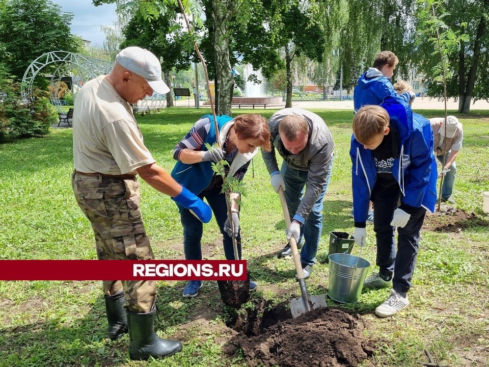 Рябиновую Аллею победителей высадили в центральном парке города Луховицы