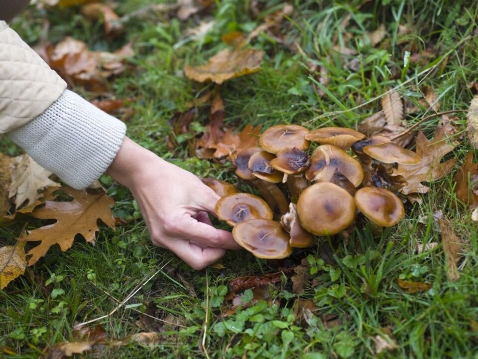 Дзержинский грибник рассказала, какой улов можно собрать в Томилинском лесопарке