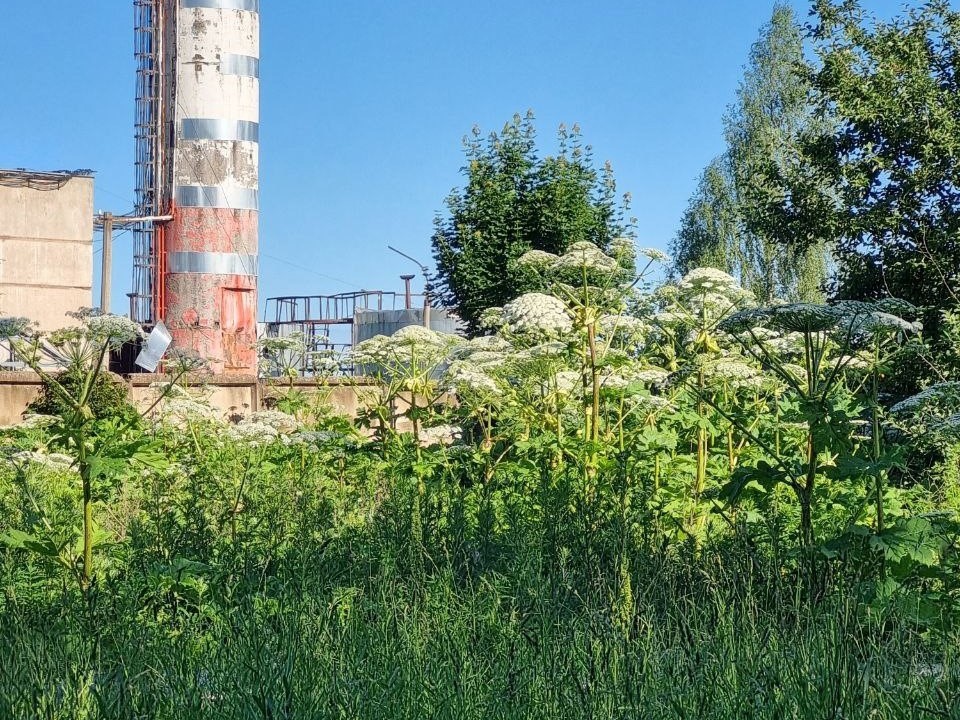 Борщевик Сосновского вокруг котельной в Лотошине уничтожат по просьбе жителей