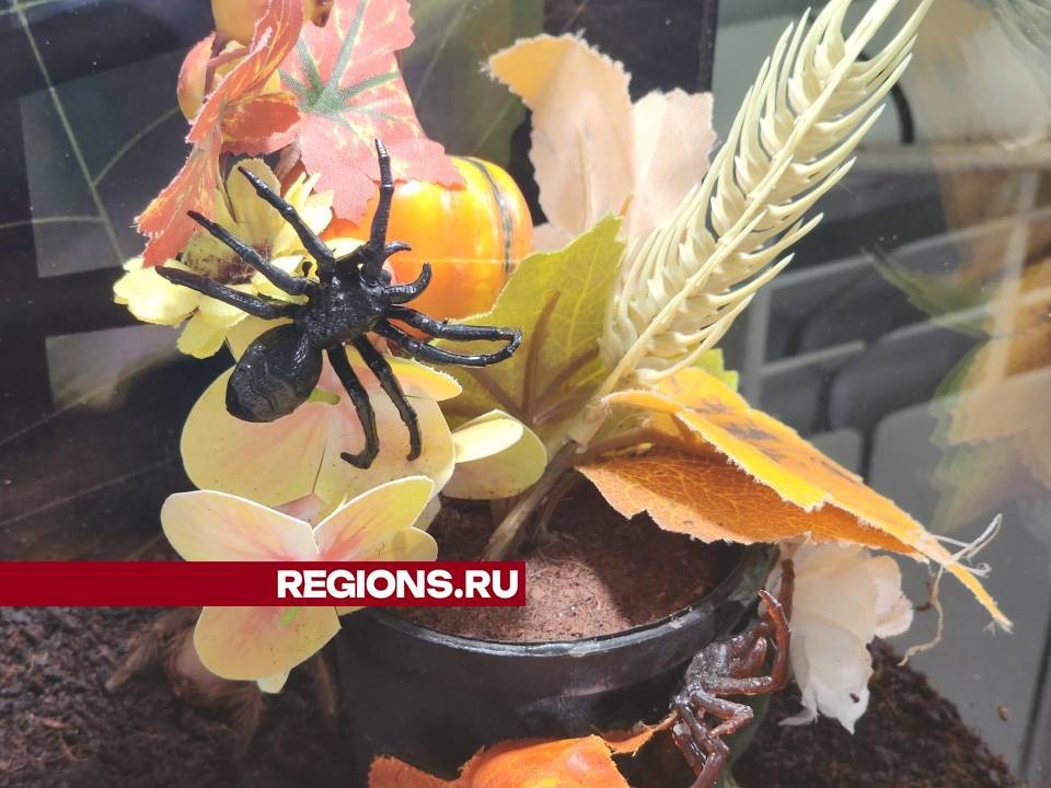 В Орехово-Зуеве пауки-гиганты облюбовали старинный особняк
