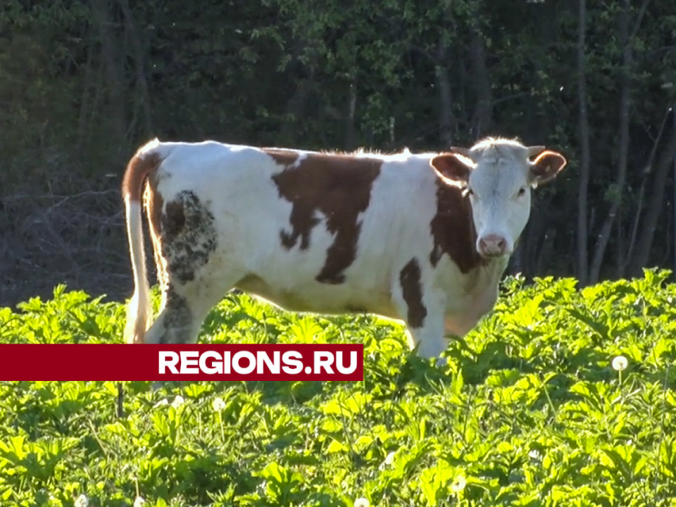 Молочные реки и сырные берега: фермерское хозяйство в Клину набирает обороты