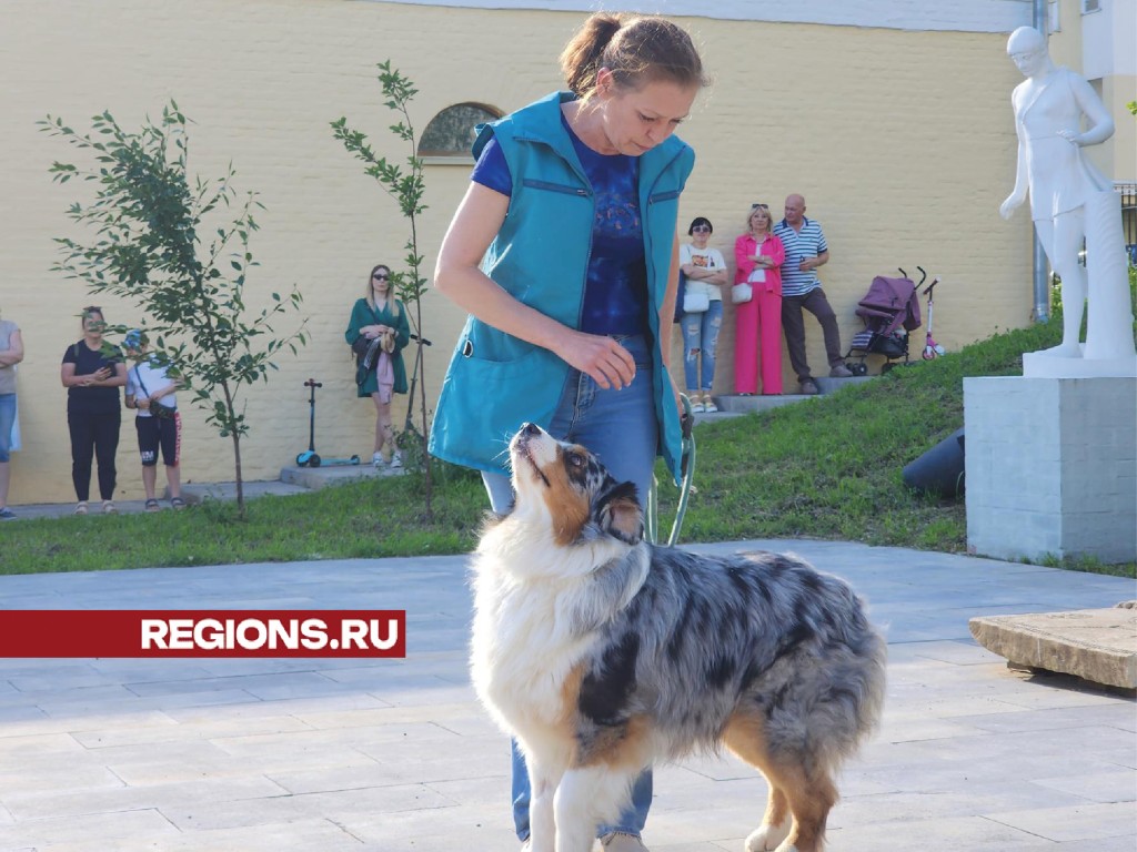 О собаках-терапевтах рассказали на празднике День кинолога в Звенигороде |  REGIONS.RU / Звенигород