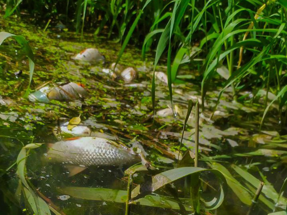 Сапбордеры Красноармейска уберут мертвую рыбу, которая появилась в реке Воре после выходных