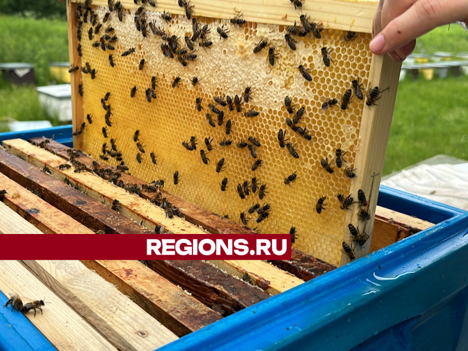Пчеловод из Клина выиграла престижный конкурс и планирует развивать агротуризм