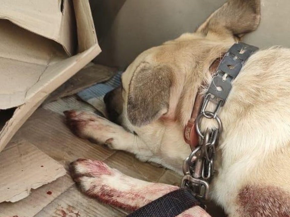 Собака погибла после ножевого ранения в Чеховском округе