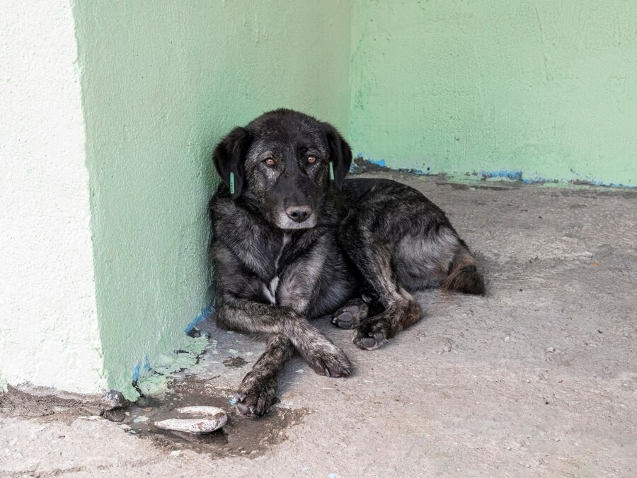 Наро-Фоминские спасатели не дали погибнуть провалившейся в подвал собаке