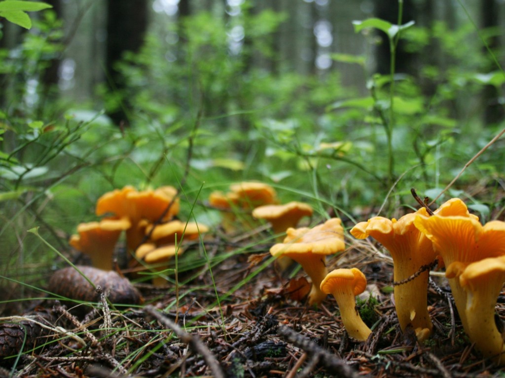 Как правильно приготовить лесные грибы