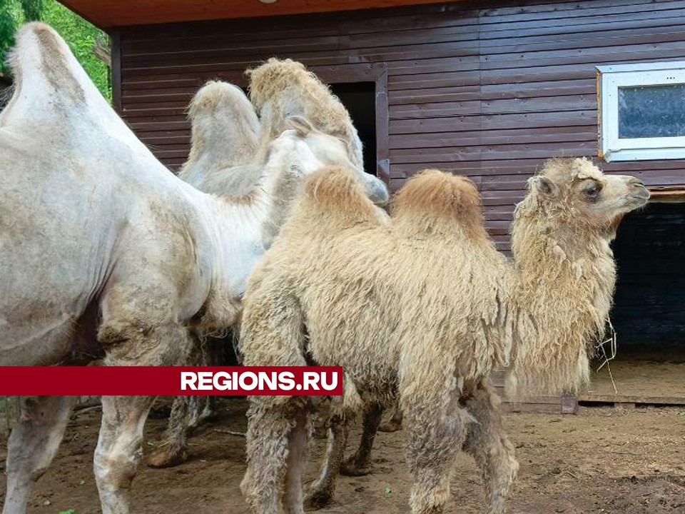 «Ноев ковчег»: в Центре реабилитации диких животных под Дмитровом родился верблюжонок