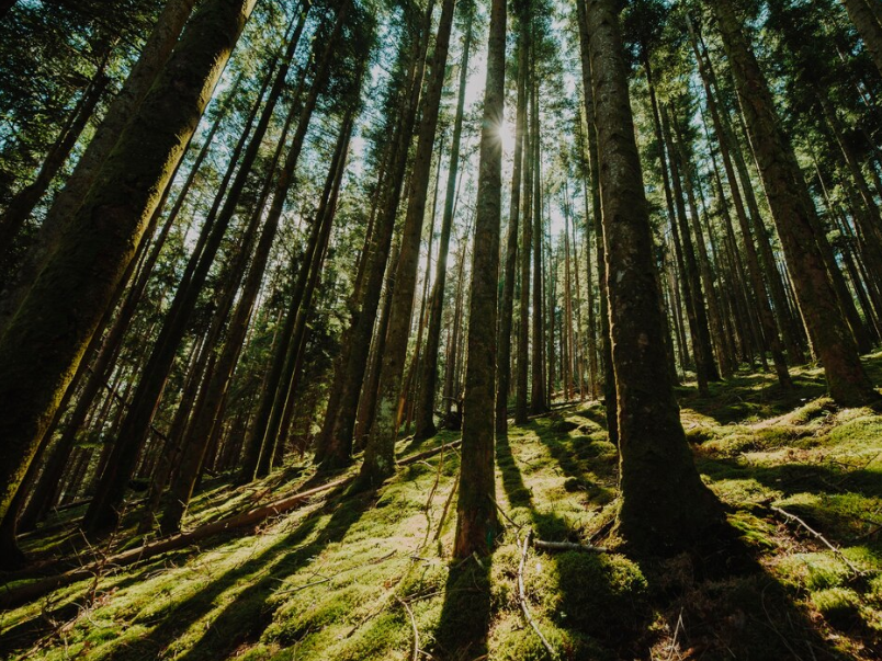 Леса Серебряных Прудов могут стать частью крупного лесопаркового зеленого пояса Подмосковья