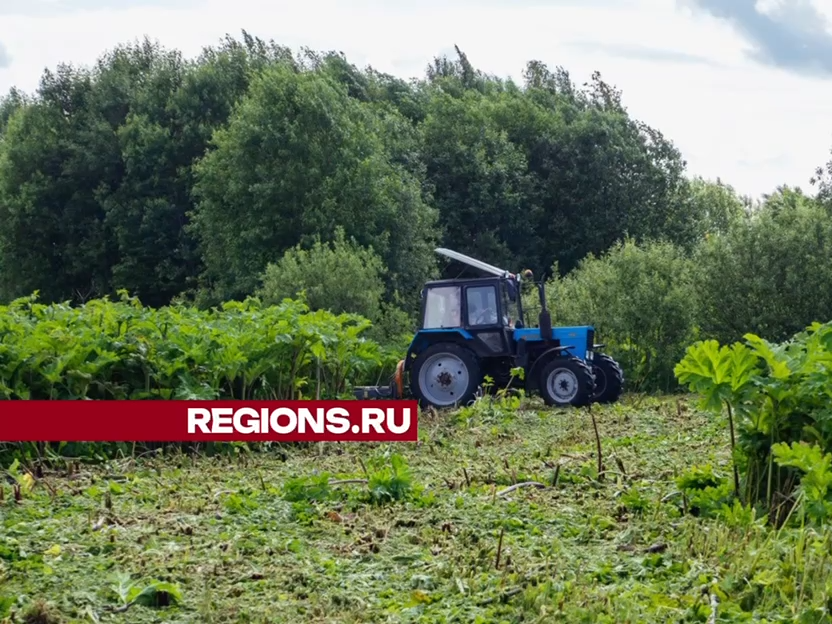 Более 50 гектаров борщевика скосили в Новопетровском и деревне Ядромино