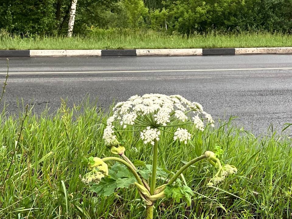 Дзержинским дачникам грозит штраф за несвоевременное устранение борщевика