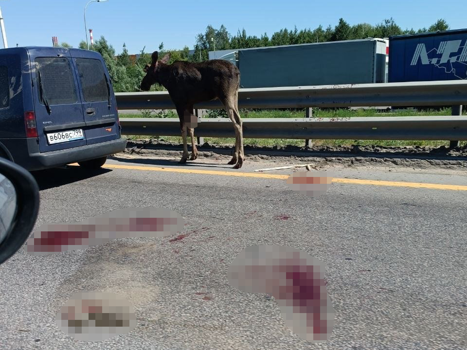 На Новорязанском шоссе сбили лося