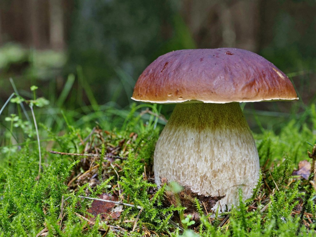 Какие грибы можно найти в лесах Подмосковья в июне