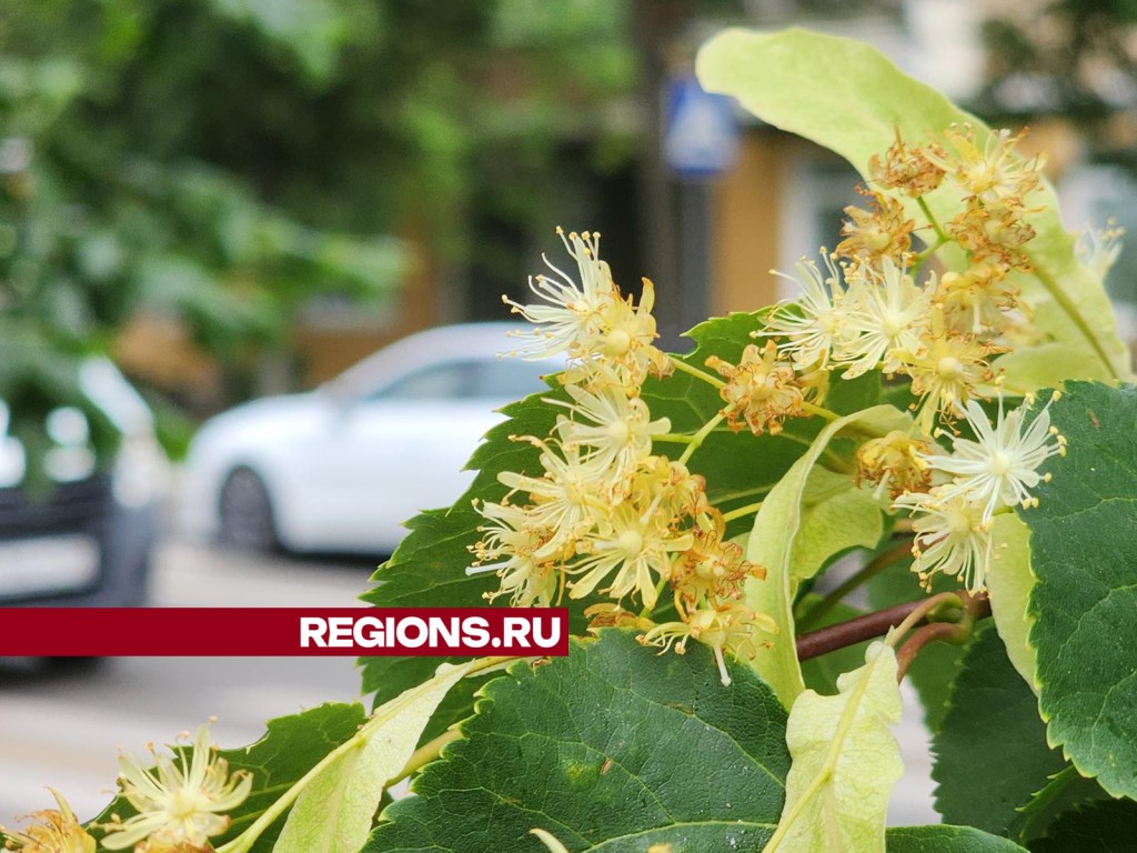 Цветки «подмосковной сакуры» помогут поддержать иммунитет | REGIONS.RU /  Ступино