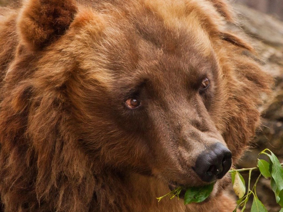 Жители Сергиева Посада встретили в округе бурого медведя