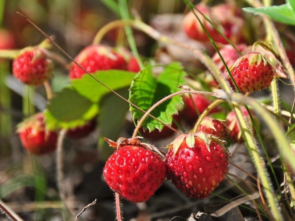 Жителям округа напомнили правила сбора лесных ягод