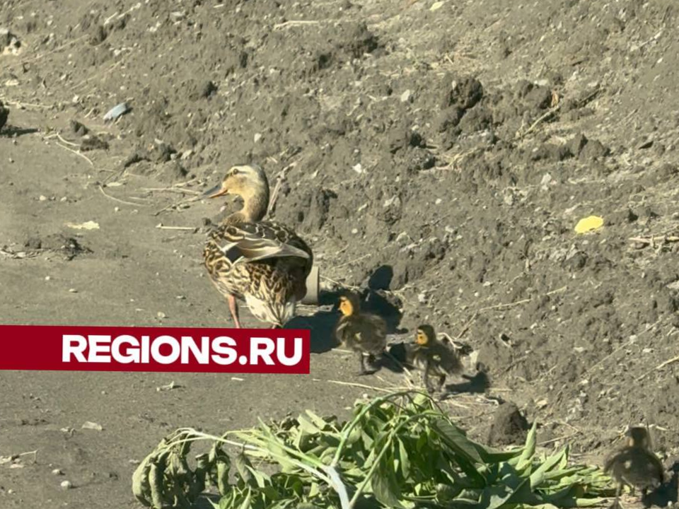Журналист regions.ru спас утиное семейство в Люберцах