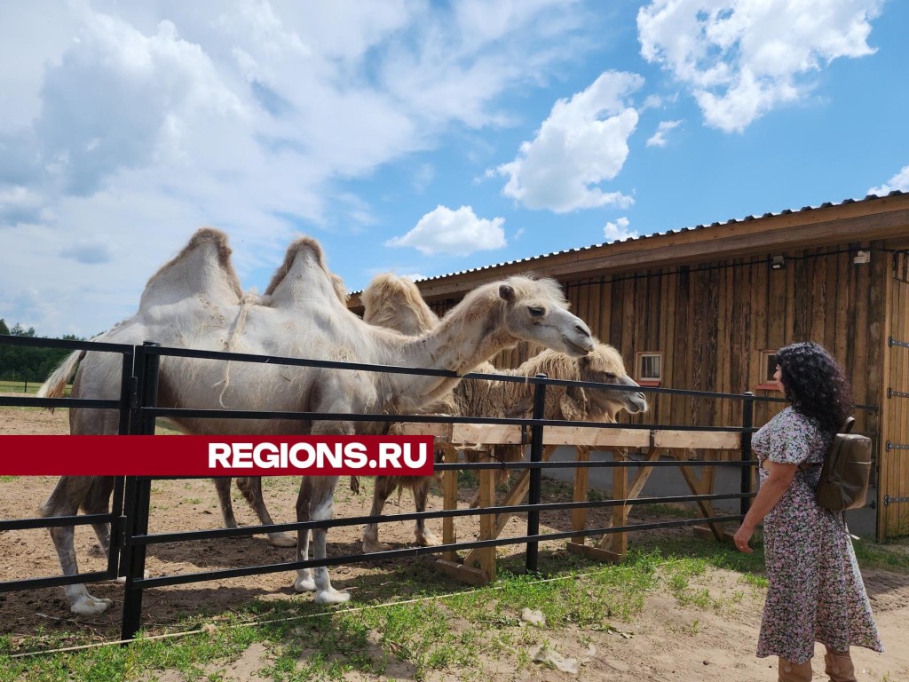 Жители и гости Большого Серпухова могут познакомиться с верблюдами редкой породы