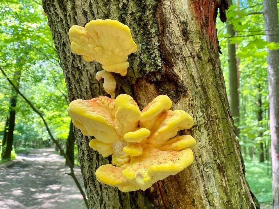 Необычные грибы обнаружили дзержинцы в Томилинском лесопарке
